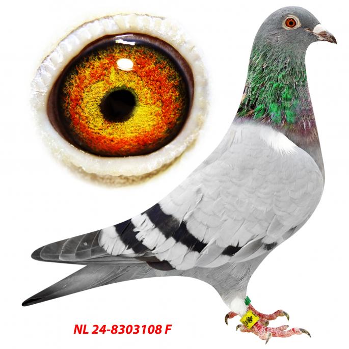 SUPER PIGEON