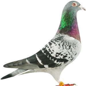 Porumbel matcă „Costești 01”