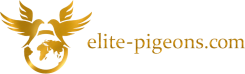 Elite-Pigeons.com